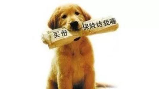 寵物保險怎么挑選？有寵物的你確定不了解一下？