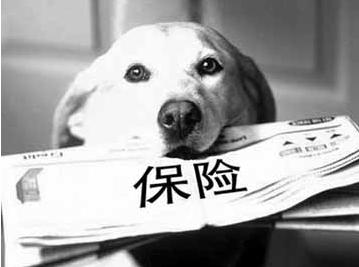 寵物保險怎么挑選？有寵物的你確定不了解一下？